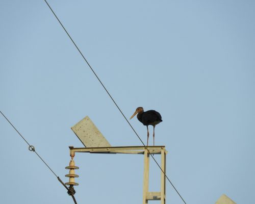 Cigüeña negra en la antigua laguna de La Janda