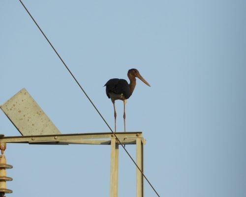 Cigüeña negra en la antigua laguna de La Janda