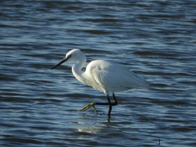 La novia de las aves