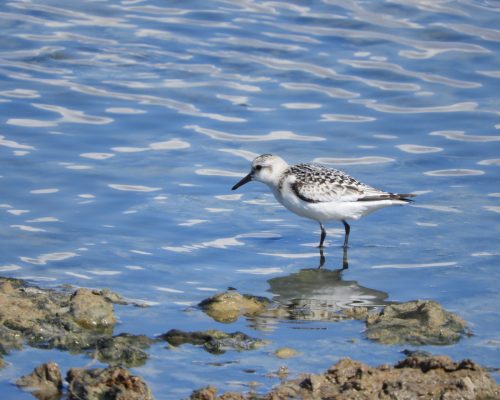 Correlimos tridáctilo en la marisma de Barbate