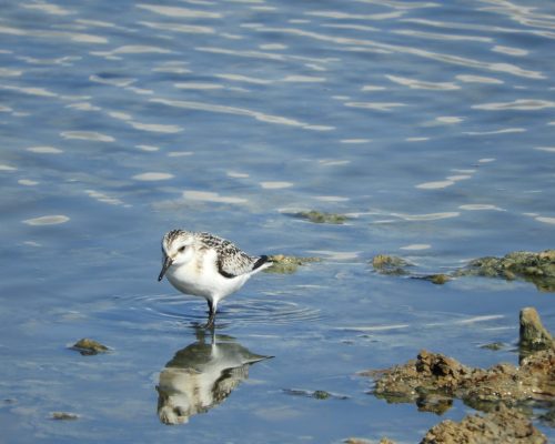 Correlimos tridáctilo en la marisma de Barbate