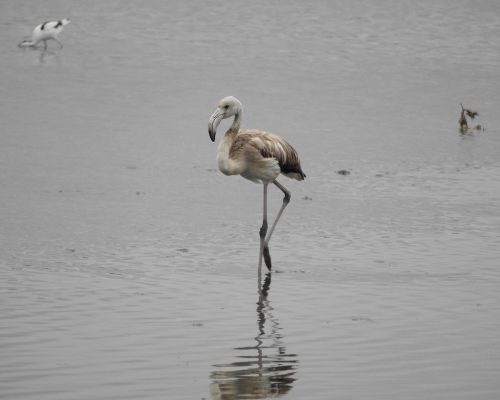 Flamenco en la marisma de Barbate