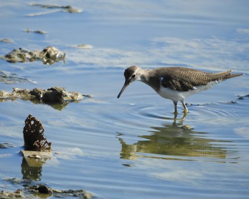 Andarríos en la marisma de Barbate