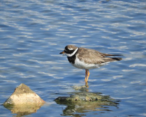 Chorlitejo en la marisma de Barbate