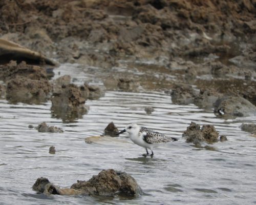 Correlimos ridáctilo en la marisma de Barbate