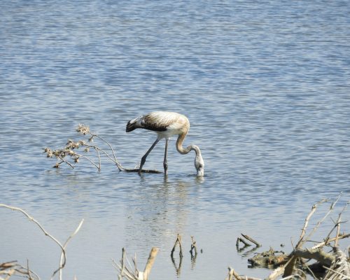 Flamenco en la marisma de Barbate