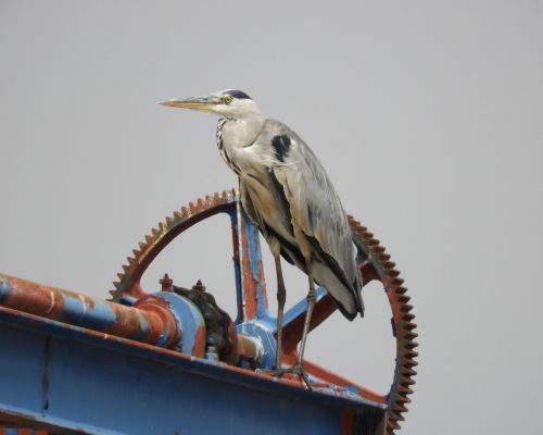 Garza real en la antigua Laguna de La Janda