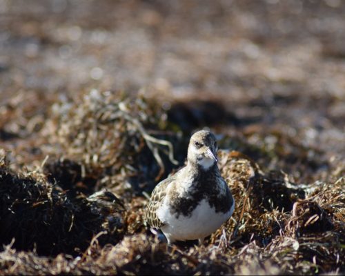 Vuelvepiedras en la bahía de Cádiz