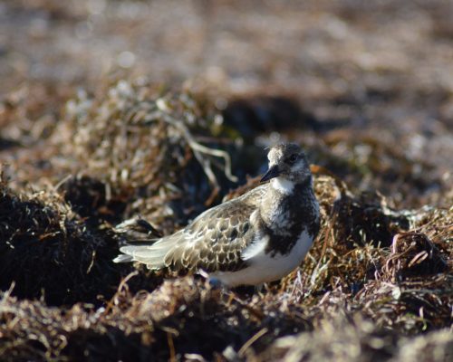 Vuelvepiedras en la bahía de Cádiz