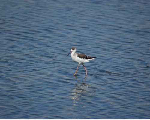 Cigüeñuela en la marisma de Barbate