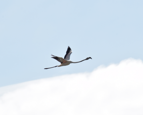 Flamenco en la marisma de Barbate