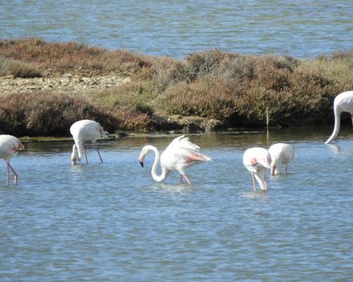 Flamencos en la marisma de Barbate