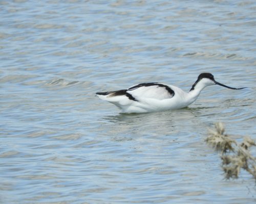 Avoceta en la marisma de Barbate