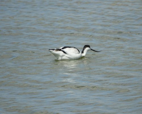 Avoceta en la marisma de Barbate