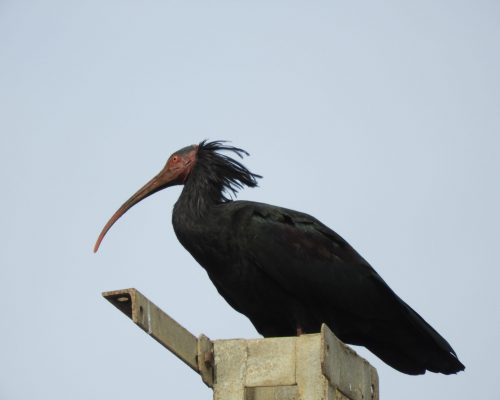 Ibis eremita en la marisma de Barbate