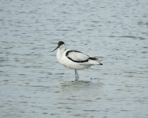 Avoceta en la marisma de Barbate