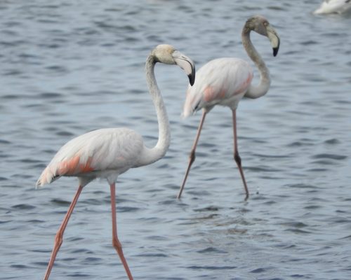 Flamencos en la marisma de Barbate