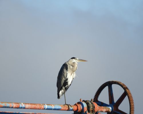 Garza real en la antigua Laguna de La Janda