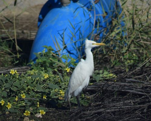 Garcilla bueyera en la antigua laguna de La Janda