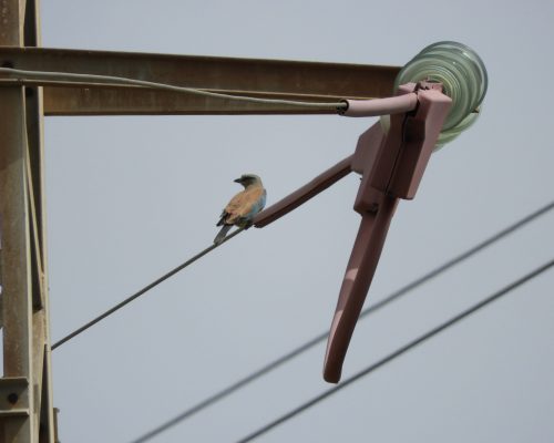 El sonido de la carraca