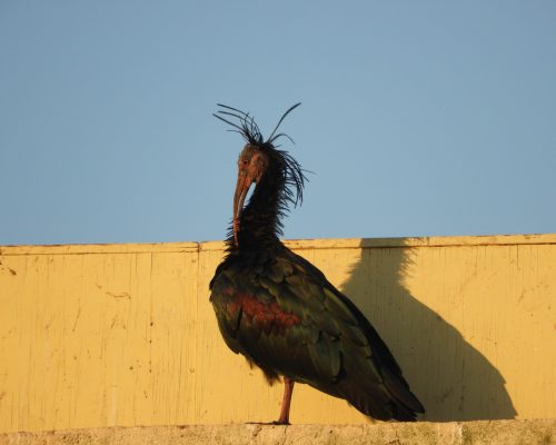 Ibis eremita en San Ambrosio