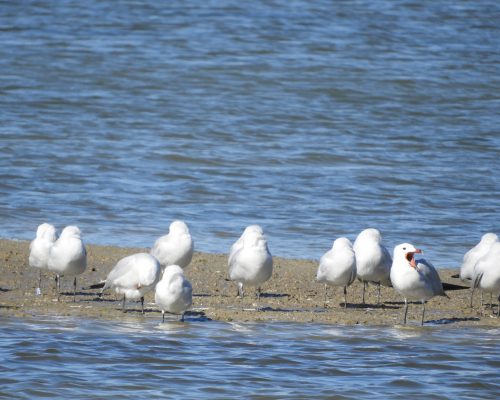 Gaviota de Audouin en la marisma de Barbate