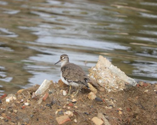 Andarríos chico en la marisma de Barbate
