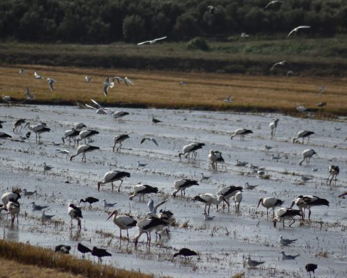 Cigüeñas, garcetas, gaviotas, moritos…en la antigua Laguna de La Janda