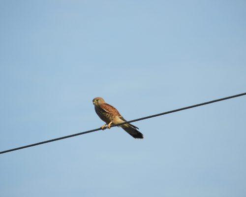 Cernícalo en la antigua laguna de La Janda