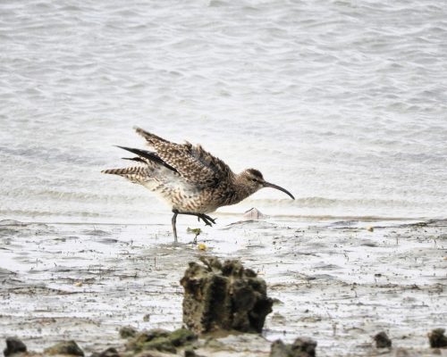 Zarapito trinador en la bahía de Cádiz