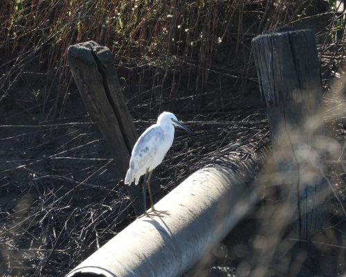 Garceta común híbrida con dimorfa en la antigua laguna de La Janda