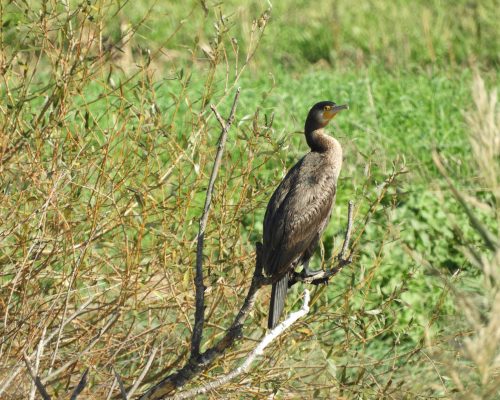 Cormorán en la antigua laguna de La Janda