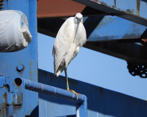 Garceta común en la antigua Laguna de La Janda