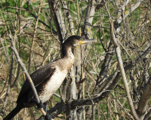 Cormorán en la antigua laguna de La Janda