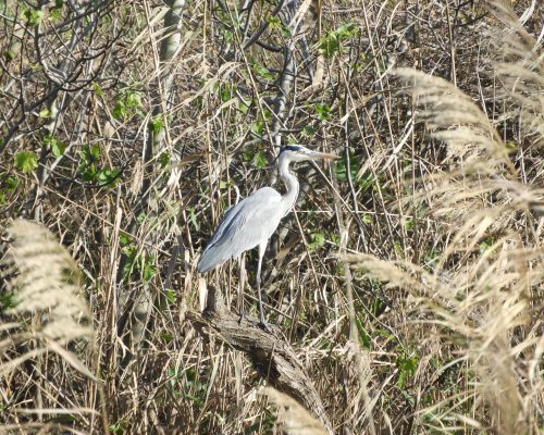 Garza real en la antigua laguna de La Janda