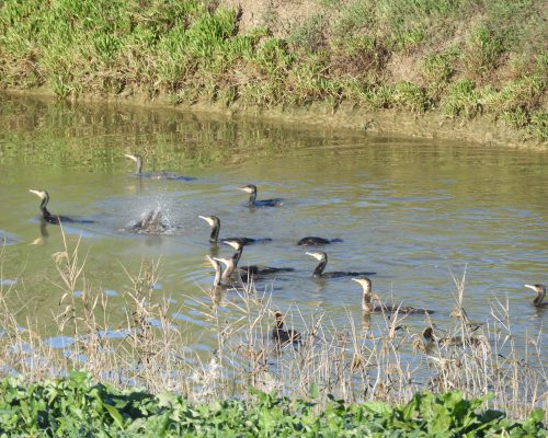 Cormoranes en la antigua laguna de La Janda
