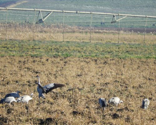 Grullas en la antigua laguna de La Janda