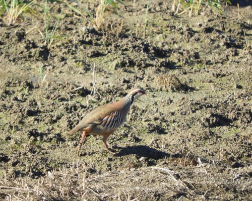 Perdiz en la antigua laguna de La Janda