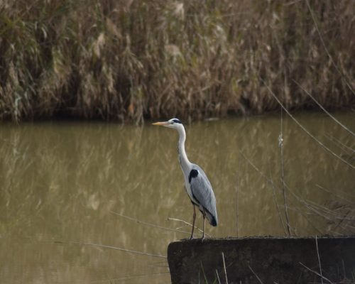 Garza real en la antigua laguna de La Janda