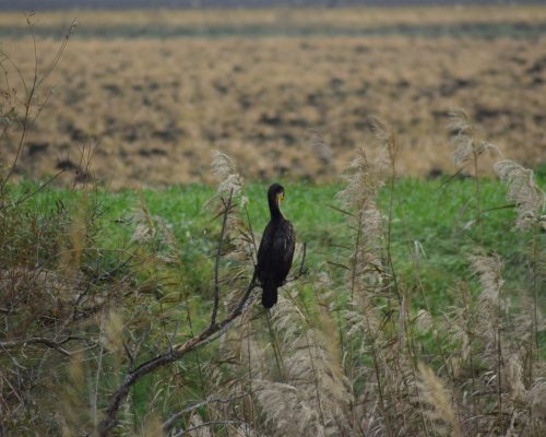 Cormorán en la antigua laguna de La Janda