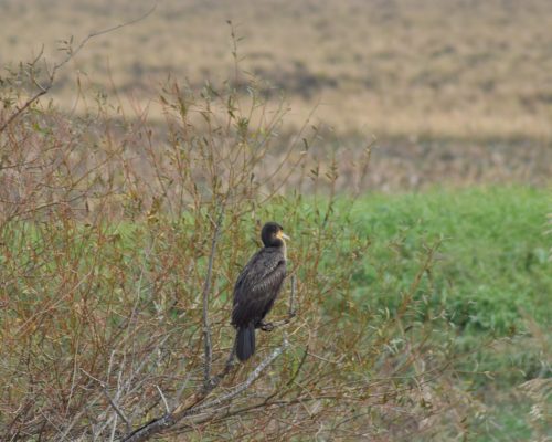 Cormorán en la antigua laguna de La Janda