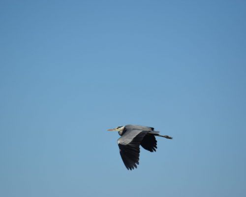 Garza real en la antigua laguna de La Janda