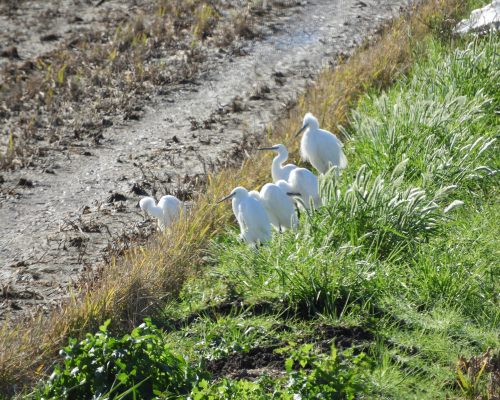 Garcetas en la antigua laguna de La janda
