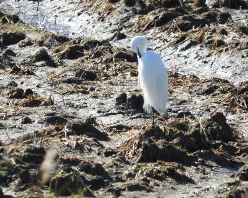 Garceta en la antigua laguna de La janda