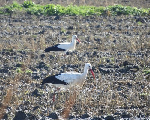 Cigüeñas en la antigua laguna de La Janda