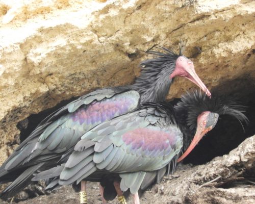 Pareja de ibis eremitas en La Barca de Vejer de la Fra.