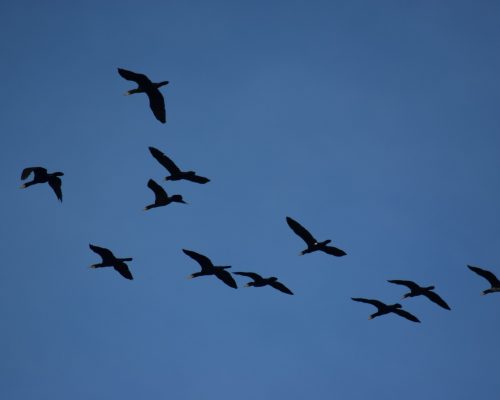 Cormoranes en la antigua laguna de La Janda