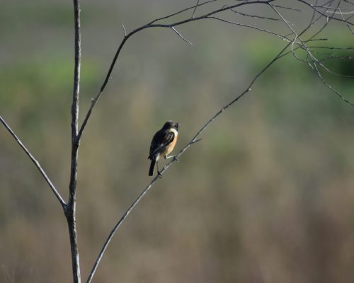Tarabilla común macho en la antigua laguna de La Janda