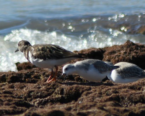 Vuelvepiedras y correlimos tridáctilo en la Playa de la Puntilla (EL Puerto)