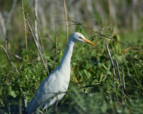 Garcilla bueyera en la antigua laguna de La Janda